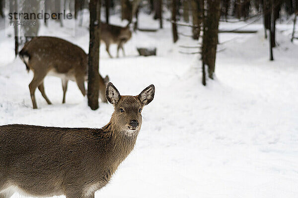 Brown deer on snow in winter forest