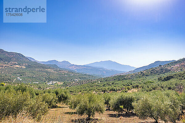 Olivenbäume im Obstgarten in der Nähe von La Maroma in Andalusien  Spanien  Europa