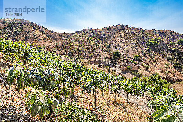 Mango- und Olivenplantagen auf Hügeln in Andalusien  Spanien  Europa