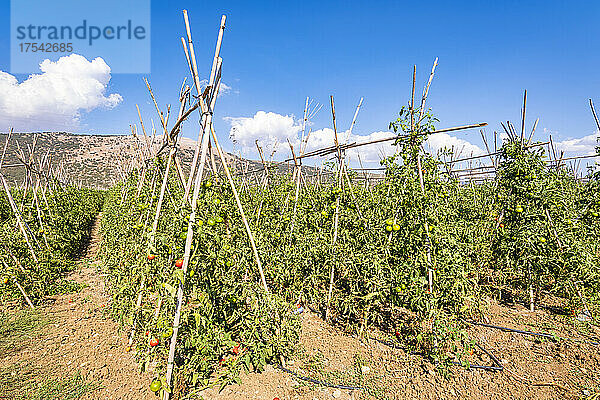 Feld der Tomatenplantage an einem sonnigen Tag in Zafarraya  Andalusien  Spanien  Europa