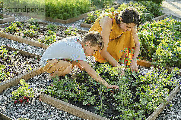 Mother and son harvesting beet together in vegetable garden