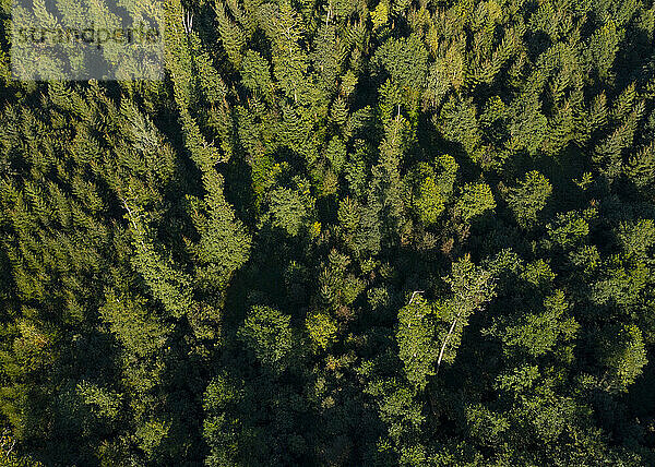 Drohnenansicht der Baumkronen grüner Waldbäume