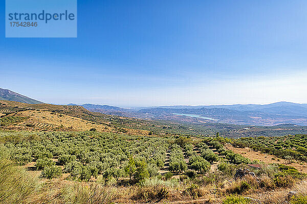 Olivenbäume auf einem Feld in der Nähe des Vinuela-Sees an einem sonnigen Tag in Andalusien  Spanien  Europa