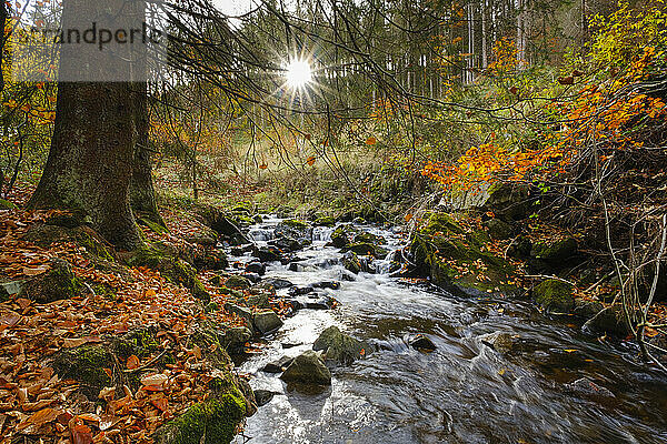 Radau fließt im Herbst durch den Nationalpark Harz
