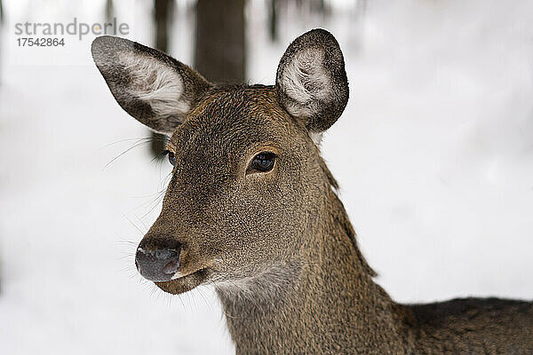 Braunes Reh im Winterwald