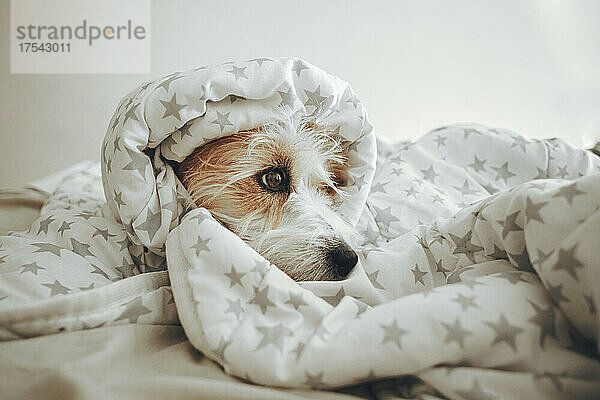Dog wrapped in blanket on bed at home