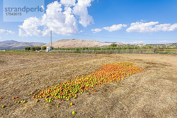 Geerntete Tomaten trocknen an einem sonnigen Tag auf dem Feld  Zafarraya in Andalusien  Spanien  Europa