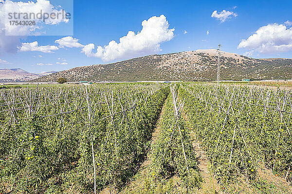 Tomatenkulturen auf dem Feld an einem sonnigen Tag  Zafarraya  Andalusien  Spanien  Europa