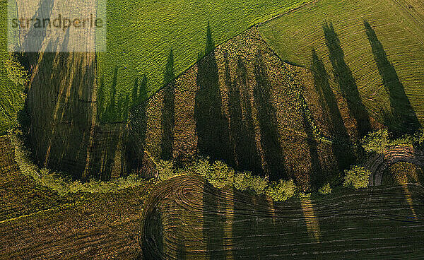 Drone view of shadows cast by line of trees