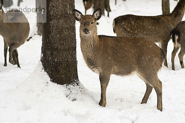 Hirsche am Baum im Winterwald