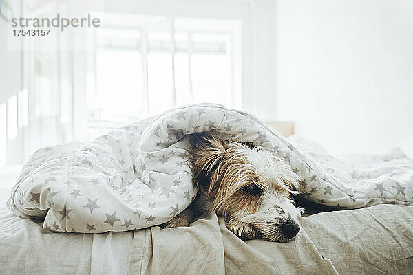 Dog sleeping under blanket in bedroom