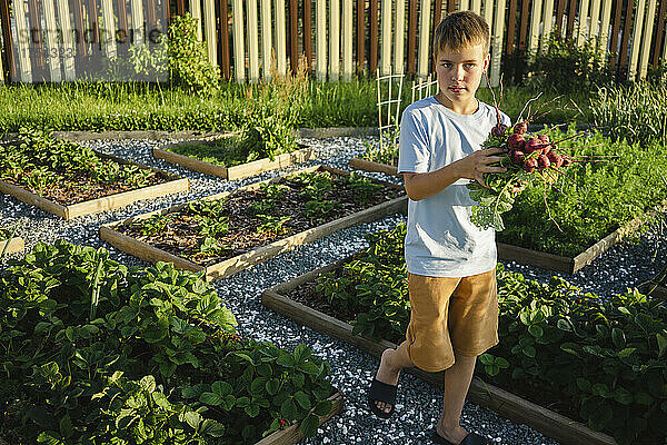 Boy holding radish walking in vegetable garden