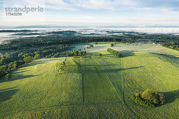 Luftaufnahme der grünen Frühlingslandschaft im nebligen Morgengrauen