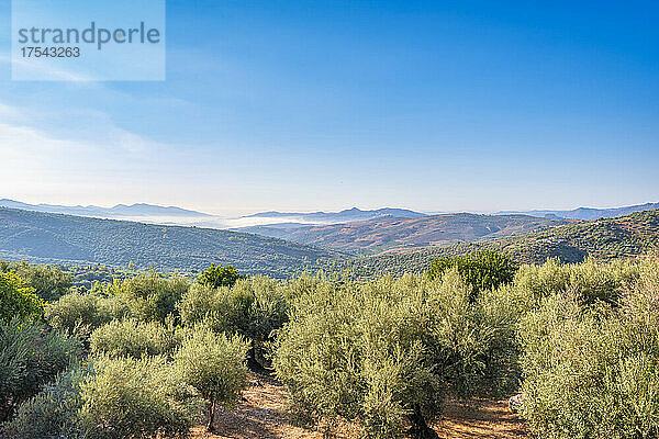 Olivenbäume in Hainen in der Nähe von Bergen an sonnigen Tagen  Andalusien  Spanien  Europa