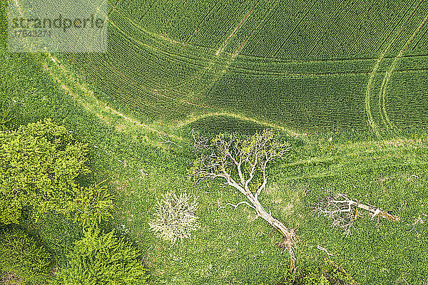 Luftaufnahme eines entwurzelten Baumes  der im Frühling am Rande eines grünen Feldes liegt