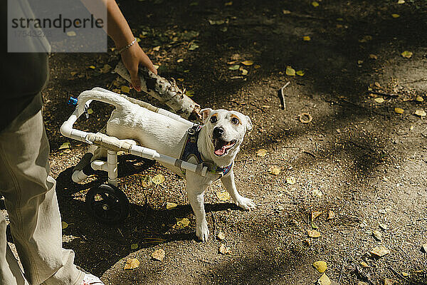 Disabled dog looking at girl holding stick