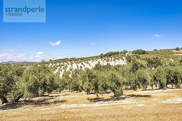 Olivenbäume im Bauernhof an sonnigen Tagen  Andalusien  Spanien  Europa