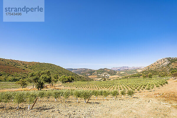 Olivenbäume auf dem Feld an einem sonnigen Tag  Andalusien  Spanien  Europa