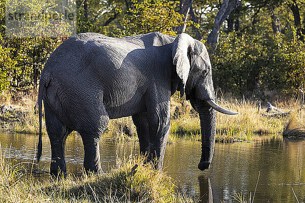 Ein ausgewachsener Elefant mit Stoßzähnen im Sumpfland  loxodonta africana