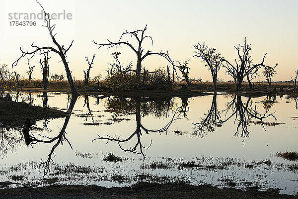 Sonnenaufgang über dem Wasser  Silhouetten und Spiegelungen in der Wasseroberfläche  Okavango Delta