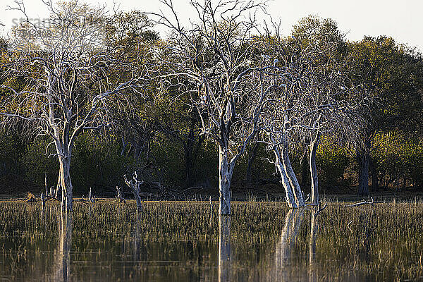 Landschaft  Feuchtgebiete  Bäume  die sich im ruhigen Wasser im Okavango-Delta spiegeln