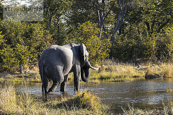 Ein ausgewachsener Elefant mit Stoßzähnen im Sumpfland  loxodonta africana