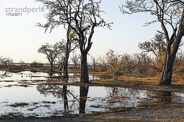 Sonnenaufgang über dem Wasser  Silhouetten und Spiegelungen in der Wasseroberfläche  Okavango Delta