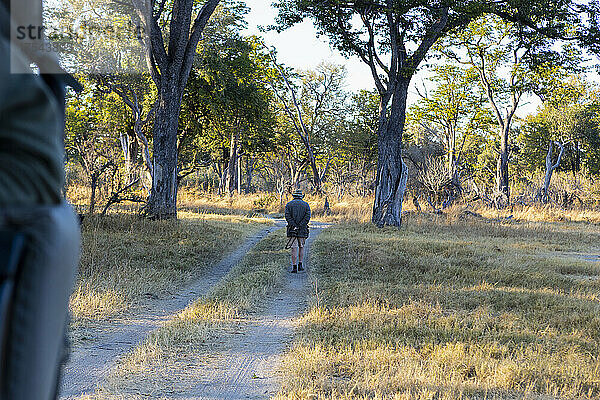 Ein Safariführer  der bei Sonnenaufgang auf einem Pfad vor einem Fahrzeug läuft.