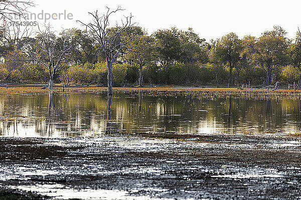 Landschaft  Feuchtgebiete  Bäume  die sich im ruhigen Wasser im Okavango-Delta spiegeln