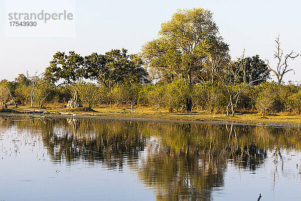 Landschaft  Feuchtgebiete  Bäume  die sich im ruhigen Wasser im Okavango-Delta spiegeln