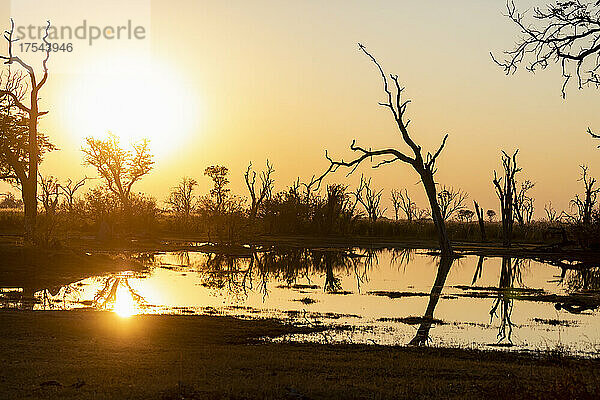 Sonnenaufgang über dem Wasser  Silhouetten und Spiegelungen in der Wasseroberfläche  Okavango Delta