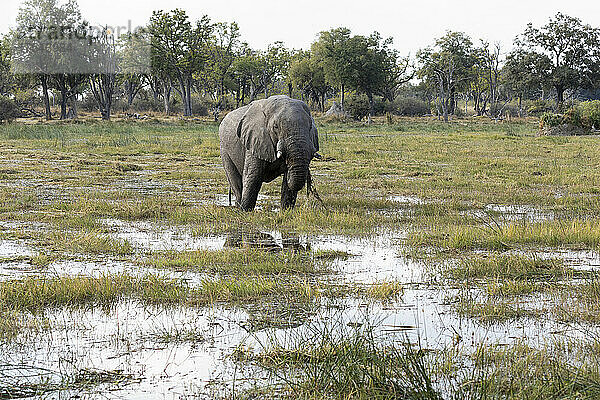 Loxodonta africana  ein Elefant  der im Sumpfgebiet durch Wasser watet