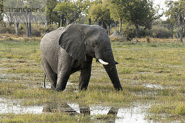 Loxodonta africana  ein Elefant  der im Sumpfgebiet durch Wasser watet