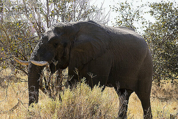 Nahaufnahme eines Elefanten mit Stoßzähnen  loxodonta africana