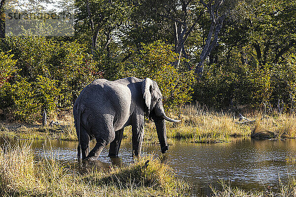Ein ausgewachsener Elefant mit Stoßzähnen im Sumpfland  loxodonta africana