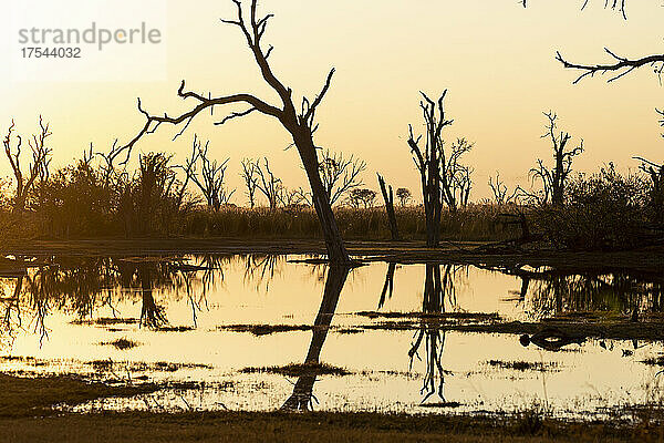 Sonnenaufgang über dem Wasser  Silhouetten und Spiegelungen in der Wasseroberfläche  Okavango Delta