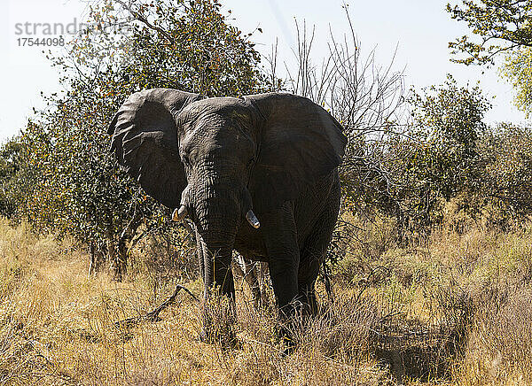 Nahaufnahme eines Elefanten mit Stoßzähnen  loxodonta africana