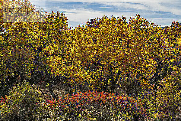 USA  New Mexico  Jemez Pueblo  Bäume und Sträucher in der Herbstlandschaft