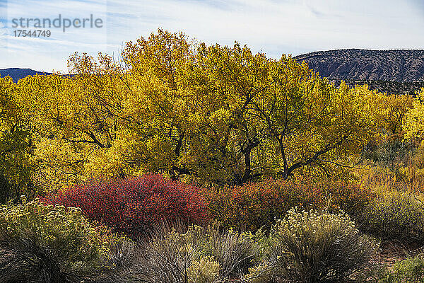 USA  New Mexico  Jemez Pueblo  Bäume und Sträucher in der Herbstlandschaft