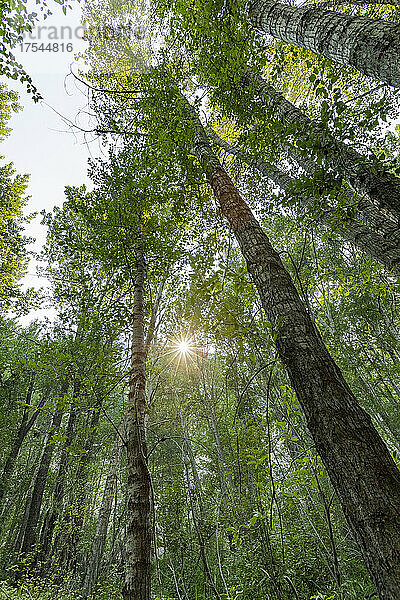 USA  Idaho  Hailey  Sonne scheint durch hohe grüne Bäume im Wald