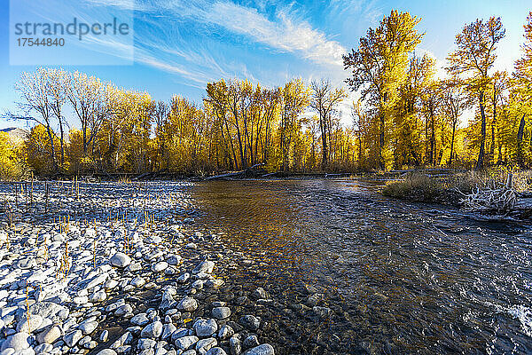 USA  Idaho  Bellevue  Big Wood River und gelbe Bäume im Herbst