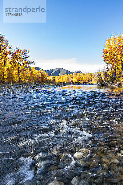 USA  Idaho  Bellevue  Big Wood River und gelbe Bäume im Herbst