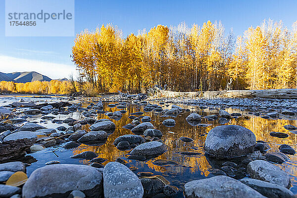 USA  Idaho  Bellevue  nasse Felsen im Big Wood River und gelbe Bäume im Herbst