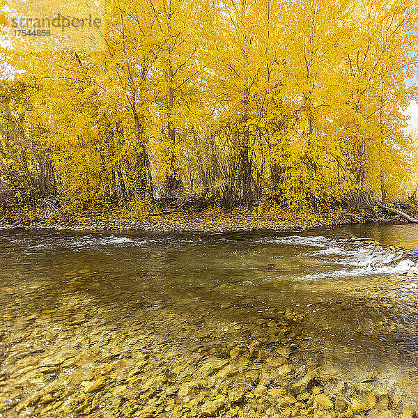 USA  Idaho  Bellevue  Big Wood River  der gelbe Herbstbäume reflektiert