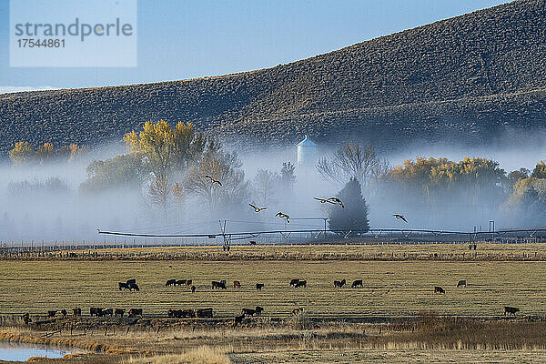 USA  Idaho  Bellevue  Kühe grasen auf einem Feld  das im Herbst mit Morgennebel bedeckt ist
