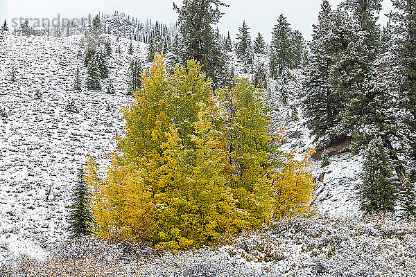 USA  Idaho  Stanley  Herbstfarbener Baum auf einem schneebedeckten Hügel