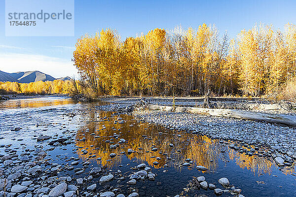 USA  Idaho  Bellevue  Felsen im Big Wood River und gelbe Bäume im Herbst