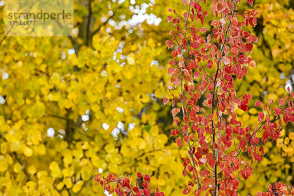 USA  Idaho  Ketchum  Nahaufnahme gelber und roter Bäume im Herbst