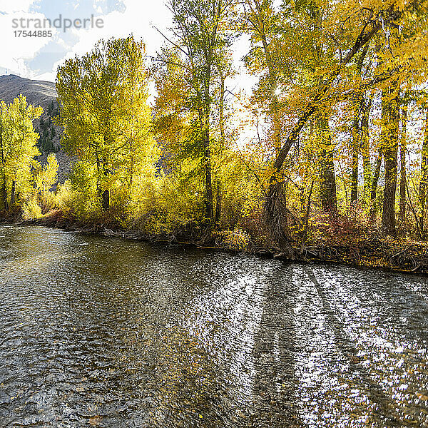 USA  Idaho  Hailey  Fluss und gelbe Bäume im Herbst