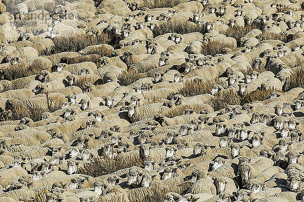Schafherde auf dem Feld vor dem Trailing of the Sheep Festival